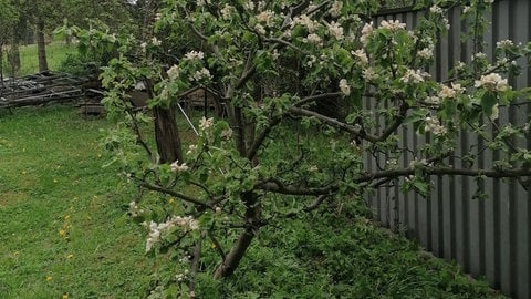 Vollblüte eines Apfelbaums auf 700 Meter Höhe in Grünbach im Vogtland im Frühjahr 2020 (Foto: SWR)