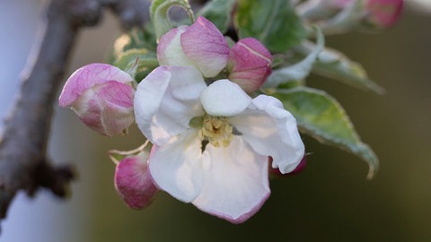 Erste Apfelblüte in KirkkonummiFinnland am 26. Mai 2020. (Foto: SWR)