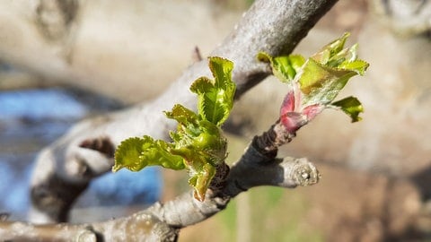 Erste Blättchen an einem Apfelbaum im Frühjahr. (Foto: SWR)