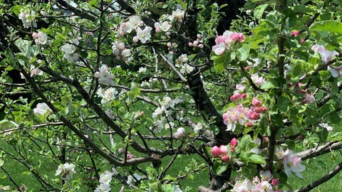 Höchstgelegene Apfelblüte, die im Rahmen des Projekts gefunden wurde auf 1450 Meter Höhe in Südtirol. (Foto: SWR)