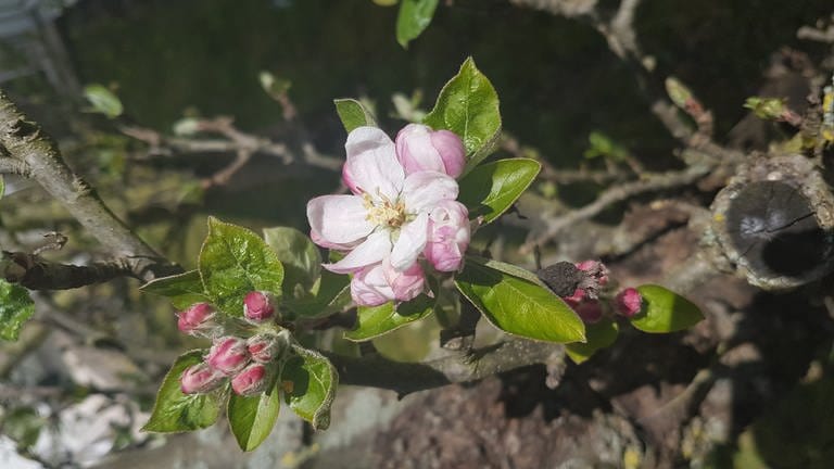 Apfelblüte in Merzenich (Foto: SWR)