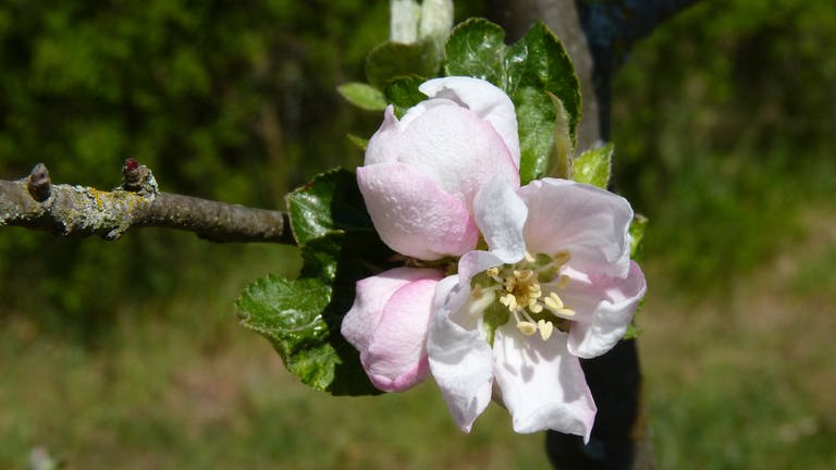 Apfelblüte (Foto: SWR)