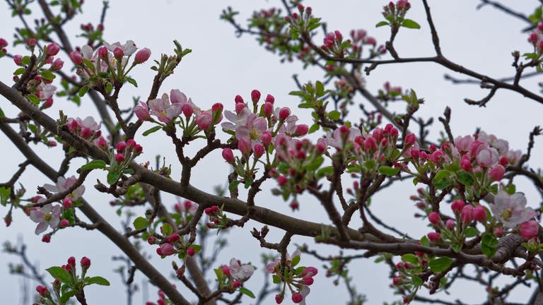 Zweig mit Apfelblüten in Endingen-Königsschaffhausen (Foto: SWR)