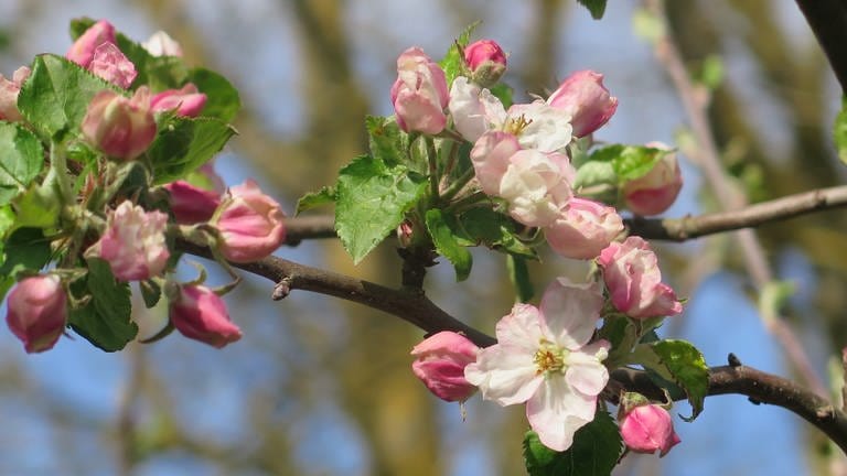 Erste Apfelblüten in Friesenheim-Schuttern, dokumentiert von Gaby Kruß. 