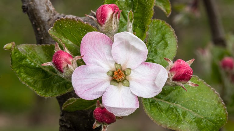 11. April: Erste im Bodenseekreis gefundene Apfelblüte auf 425 Meter Höhe in Tettnang. (Foto: SWR)