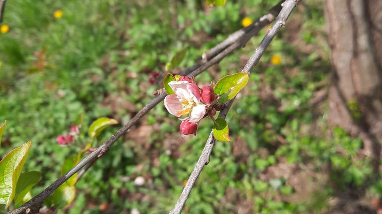 19. April: Apfelblüte in Koblenz. Vom Mittelrhein aus arbeitet sich die Blüte jetzt auch in die Täler von Lahn und Mosel vor. (Foto: SWR)