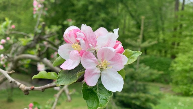 22. Mai: Traditionell unter den spät aufblühenden Regionen in Deutschland - der Harz. Wunderhübsche Blüte, fotografiert in Treseburg.
