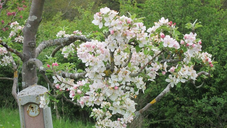 21. Mai: So muss die Vollblüte eines Apfelbaums idealerweise aussehen, oder? Dieser Baum steht in Nordheim vor der Rhön auf 382 Meter Höhe. (Foto: SWR)