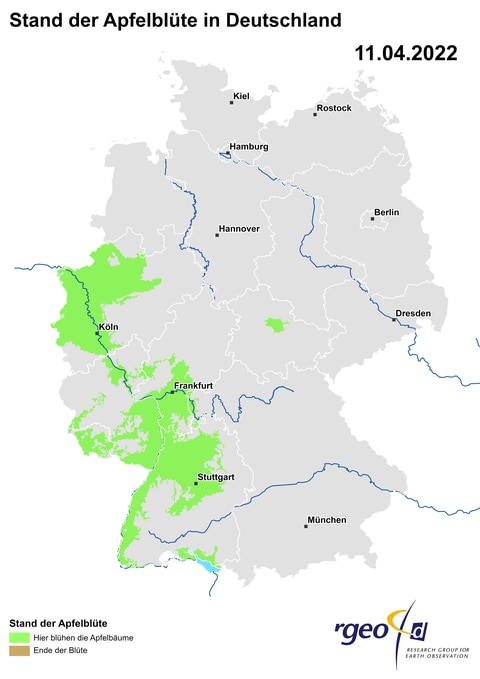 Landkarte der Ausbreitung der Apfelblüte in Deutschland am 11. April 2022. Berechnet aus den Aktionsdaten und durch Vergleich klimatisch ähnlicher Regionen. (Foto: SWR)
