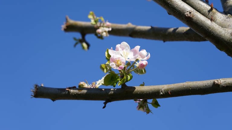 Apfelblüte mit blauem Himmel als Hintergrund (Foto: SWR)