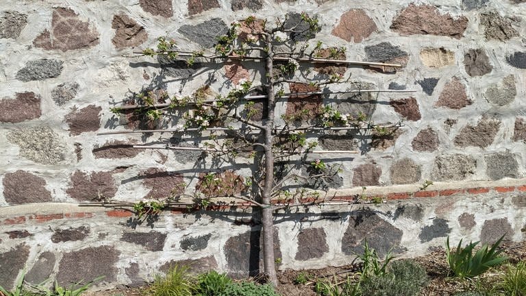 Spalierapfelbaum direkt vor einer wärmenden Bruchsteinmauer (Foto: SWR)