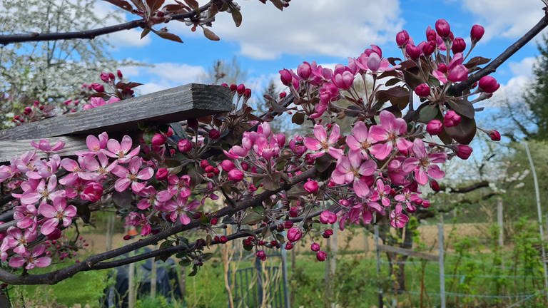 Ein Zweig mit tief pinkfarbenen Apfelblüten (Foto: SWR)