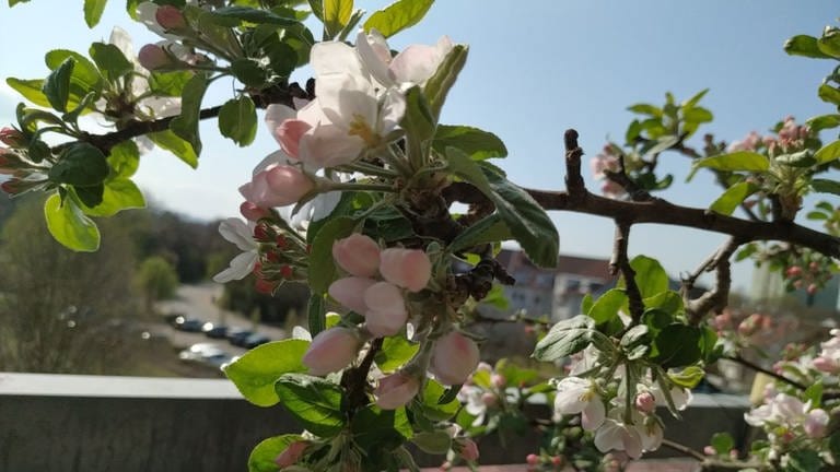 5. April: Hoch über Bensheim blüht ein Apfelbaum auf einem Balkon. Die Kübelpflanzen sind den Bäumen im Freiland meist ein wenig voraus. (Foto: SWR)
