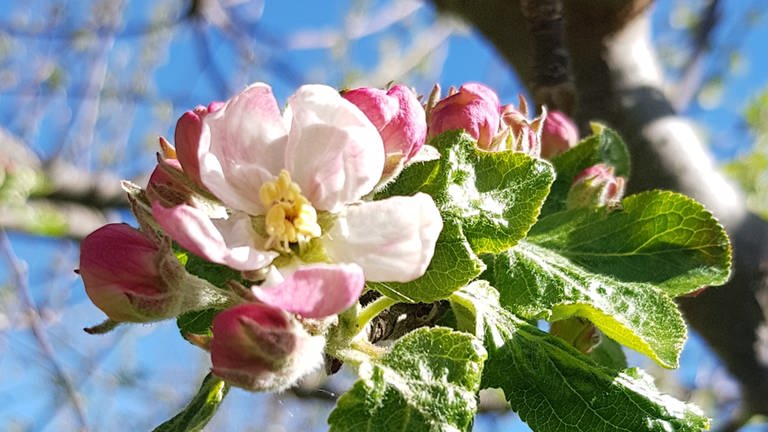 9. Mai: Bei Hohentanne am Rand des Osterzgebirges. Eine Blüte hat sich geöffnet, die Blütenbrüder- und schwestern drumherum brauchen noch gut sechs Tage. (Foto: SWR)