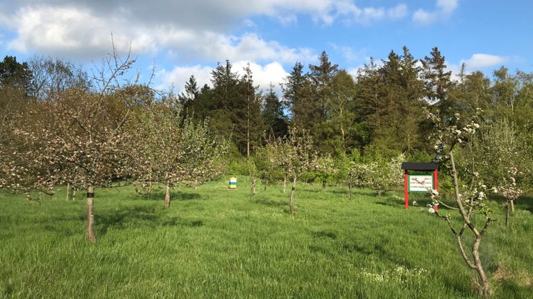 20. Mai: Apfelblüte auf einer ungeschützt in 6 Meter "Höhenlage" gelegenen Streuobstwiese in Stapel bei Flensburg.