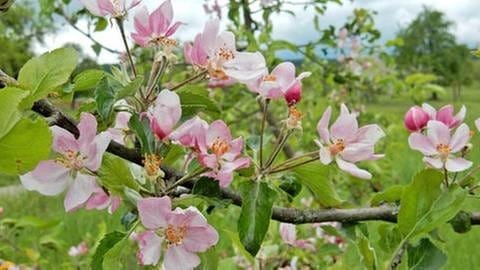 Apfelblüte in Ammerbuch (Foto: SWR, SWR -)