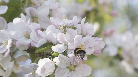 Apfelblüte in Kirkonummi (Foto: SWR, SWR -)