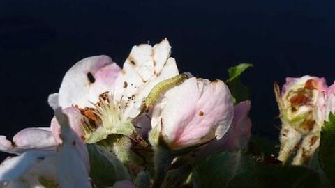 Raupe auf Apfelblüte (Foto: SWR, SWR -)