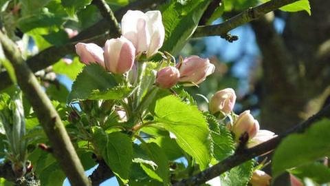 Apfelblüten Blühbeginn in Forchheim (Foto: SWR, SWR -)