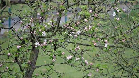 Apfelblüte in Ilsede (Foto: SWR, SWR -)