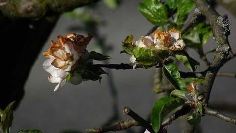 Apfelblüte Schlehdorf mit Frostschäden (Foto: SWR, SWR -)