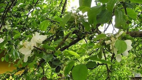 Apfelblüte im Vogtland (Foto: SWR, SWR -)