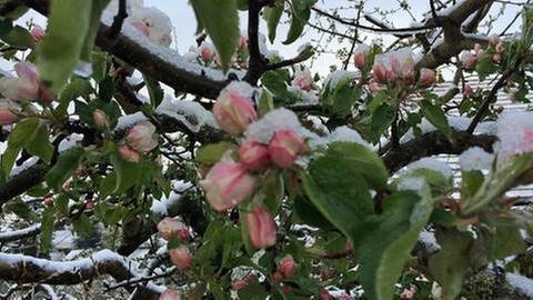 Apfelblüte mit Schnee bedeckt (Foto: SWR, SWR -)