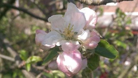 Apfelblüte in Bornheim (Foto: SWR, SWR -)