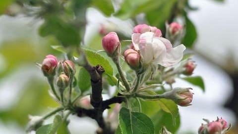 Apfelblüte in Lahr in Baden (Foto: SWR, SWR -)