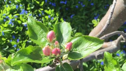 Apfelblüte in Buxheim bei Memmingen (Foto: SWR, SWR -)
