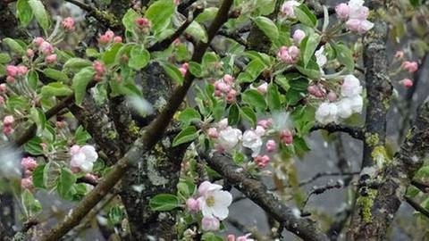 Apfelblüte in Schlehdorf (Foto: SWR, SWR -)