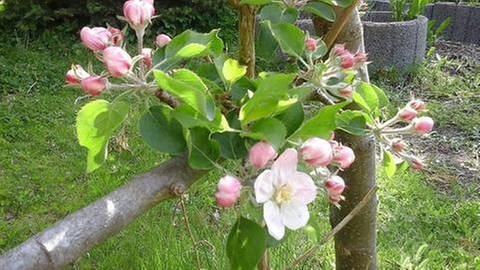 Apfelblüte Bad Doberan (Foto: SWR, SWR -)