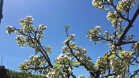 Apfelblüte auf Sylt (Foto: SWR, SWR -)