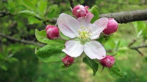 Apfelblüte in Villingen-Schwenningen (Foto: SWR, SWR -)