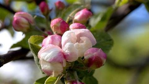 Apfelblüte Finnland Kirkkonummi (Foto: SWR, SWR -)