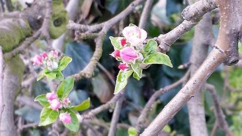 Apfelblüte in Waldkirch-Buchholz (Foto: SWR, SWR -)