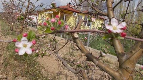 Apfelblüte Mazedonien (Foto: SWR, SWR -)