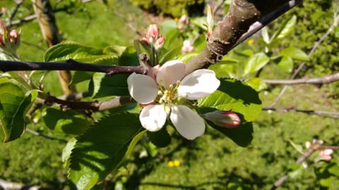 Apfelblüte in Immenstadt im Allgäu (Foto: SWR, SWR -)