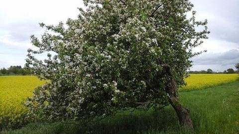 Apfelblüte in Teschow (Foto: SWR, SWR -)