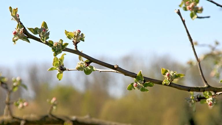 Apfelblüten in Berlin Blankenfelder Chaussee (Foto: SWR, SWR -)