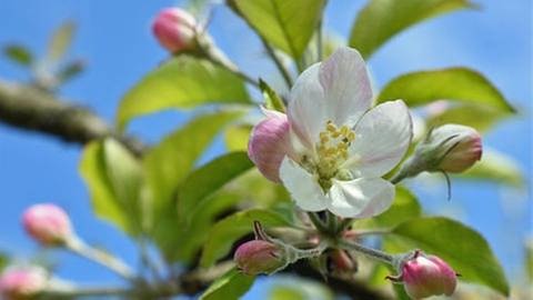 Apfelblüte in Landshut (Foto: SWR, SWR -)
