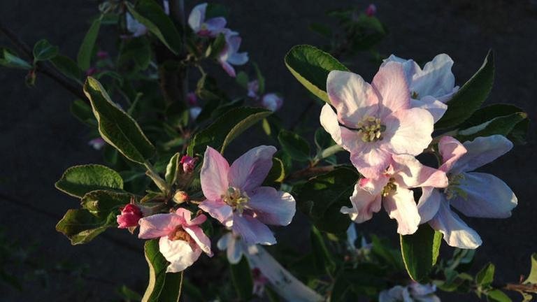 Ein Apfelbaum mit Blüten (Foto: SWR, SWR - Björn Lilienthal)