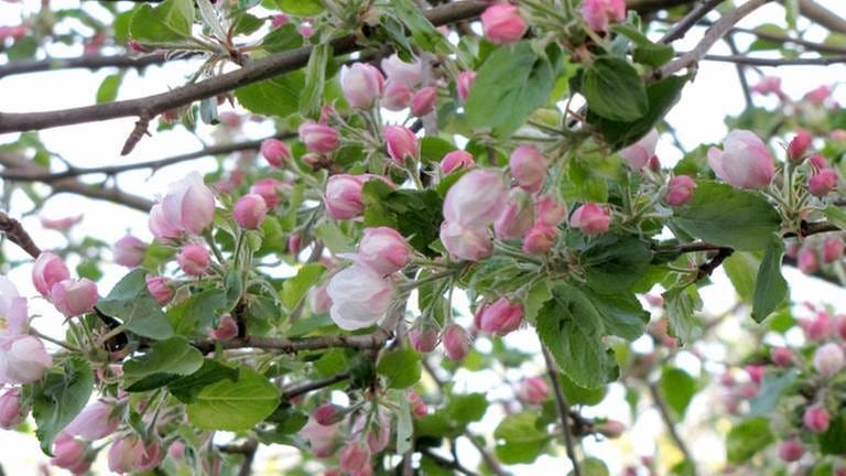 Apfelblüte bei Fronreute-Staig (Foto: SWR, SWR -)