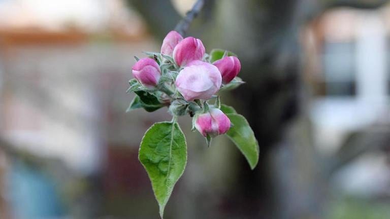 Apfelblüte in Sömmerda (Foto: SWR, SWR -)