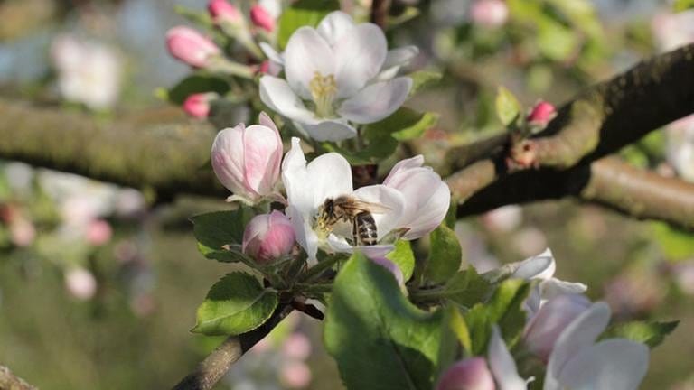Eine Biene ist in einer Apfelblüte bei Kraichtal fleissig an der Arbeit. (Foto: SWR, SWR -)