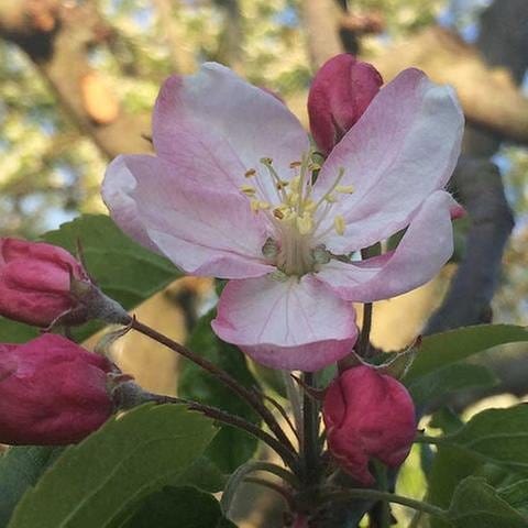 Apfelblüte in Wittislingen (Foto: SWR, SWR -)