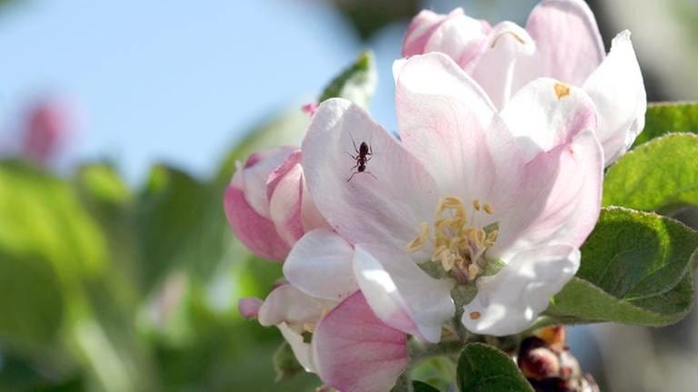 Offene Apfelblüte, Brand 241 Meter mit Ameise (Foto: SWR, SWR -)