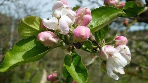 Apfelblüte in Cardeilhac (Foto: SWR, SWR -)