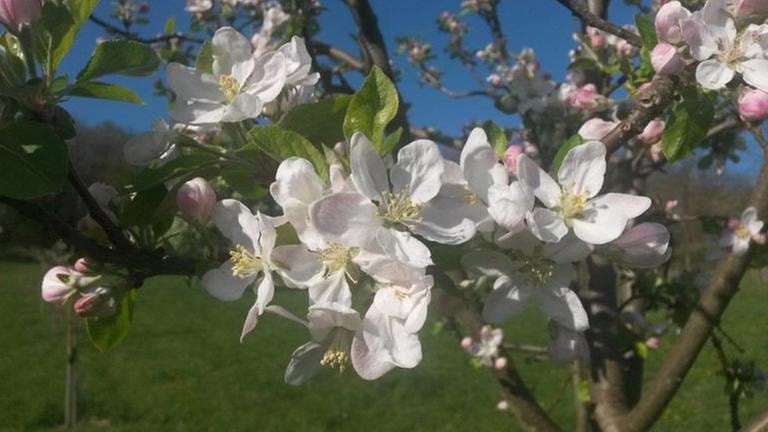Apfelblüte in Korntal (Foto: SWR, SWR -)