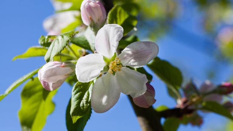 Ein Apfelbaum mit Blüten (Foto: SWR, SWR -)
